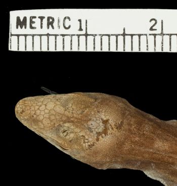 Media type: image;   Herpetology R-64017